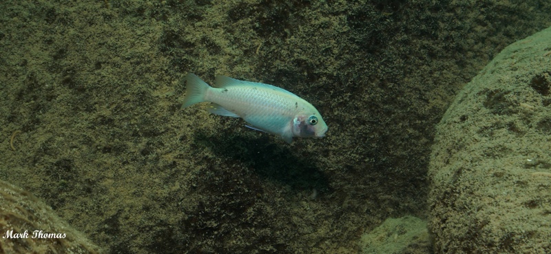 Maylandia callainos 'Mitande Reef (Rocks)'